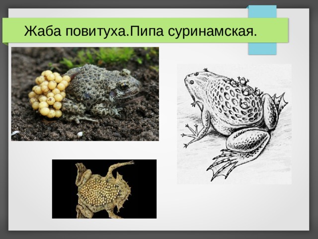  Жаба повитуха.Пипа суринамская.  
