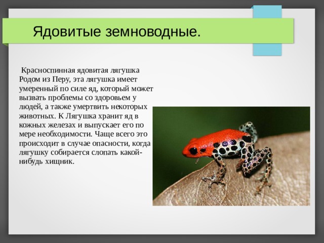  Ядовитые земноводные.  Красноспинная ядовитая лягушка Родом из Перу, эта лягушка имеет умеренный по силе яд, который может вызвать проблемы со здоровьем у людей, а также умертвить некоторых животных. К Лягушка хранит яд в кожных железах и выпускает его по мере необходимости. Чаще всего это происходит в случае опасности, когда лягушку собирается слопать какой-нибудь хищник.  