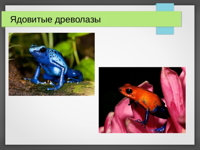Ядовитые древолазы  