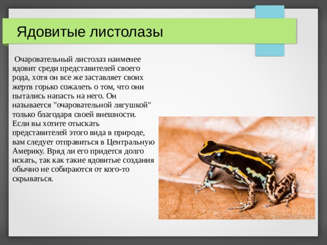 Ядовитые листолазы  Очаровательный листолаз наименее ядовит среди представителей своего рода, хотя он все же заставляет своих жертв горько сожалеть о том, что они пытались напасть на него. Он называется 