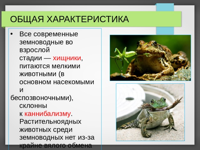 ОБЩАЯ ХАРАКТЕРИСТИКА Все современные земноводные во взрослой стадии —  хищники , питаются мелкими животными (в основном насекомыми и  беспозвоночными), склонны к  каннибализму . Растительноядных животных среди земноводных нет из-за крайне вялого обмена веществ. 