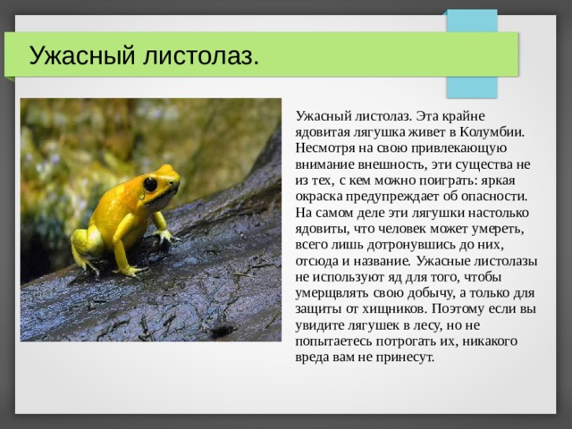 Ужасный листолаз. Ужасный листолаз. Эта крайне ядовитая лягушка живет в Колумбии. Несмотря на свою привлекающую внимание внешность, эти существа не из тех, с кем можно поиграть: яркая окраска предупреждает об опасности. На самом деле эти лягушки настолько ядовиты, что человек может умереть, всего лишь дотронувшись до них, отсюда и название. Ужасные листолазы не используют яд для того, чтобы умерщвлять свою добычу, а только для защиты от хищников. Поэтому если вы увидите лягушек в лесу, но не попытаетесь потрогать их, никакого вреда вам не принесут.  