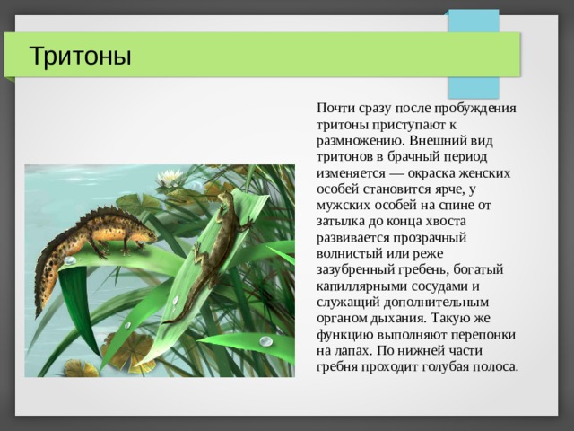 Тритоны Почти сразу после пробуждения тритоны приступают к размножению. Внешний вид тритонов в брачный период изменяется — окраска женских особей становится ярче, у мужских особей на спине от затылка до конца хвоста развивается прозрачный волнистый или реже зазубренный гребень, богатый капиллярными сосудами и служащий дополнительным органом дыхания. Такую же функцию выполняют перепонки на лапах. По нижней части гребня проходит голубая полоса.  