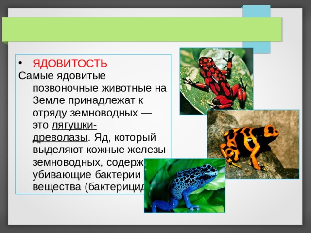 ЯДОВИТОСТЬ Самые ядовитые позвоночные животные на Земле принадлежат к отряду земноводных — это лягушки-древолазы . Яд, который выделяют кожные железы земноводных, содержит убивающие бактерии вещества (бактерициды) 
