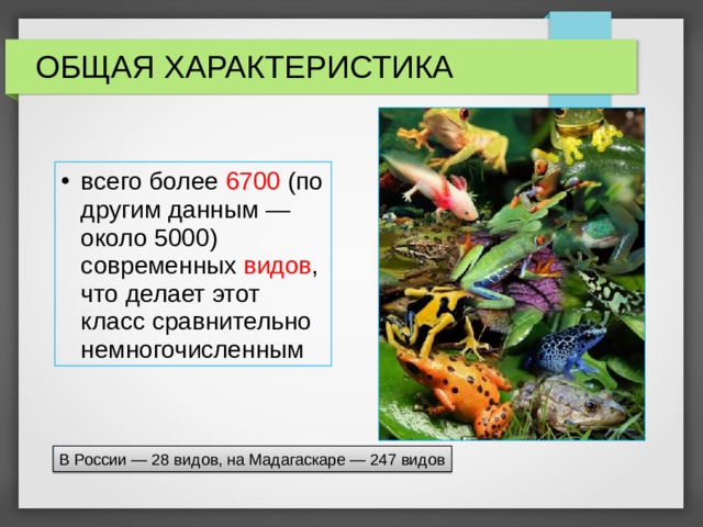 ОБЩАЯ ХАРАКТЕРИСТИКА всего более 6700  (по другим данным — около 5000) современных  видов , что делает этот класс сравнительно немногочисленным В России — 28 видов, на Мадагаскаре — 247 видов 