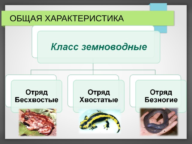 ОБЩАЯ ХАРАКТЕРИСТИКА 