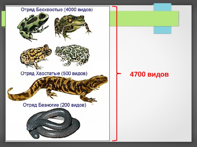 4700 видов 