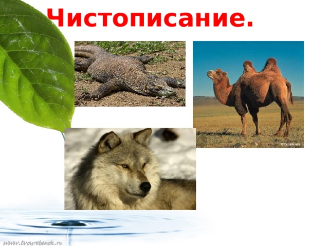Чистописание. 