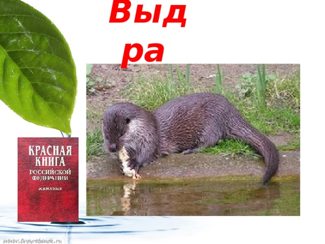 Выдра 