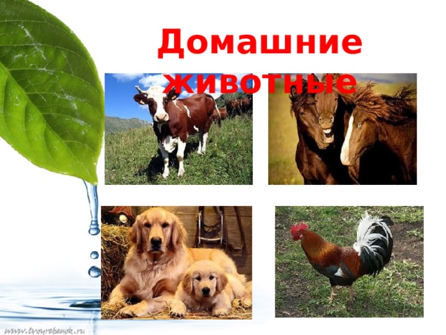 Домашние животные 