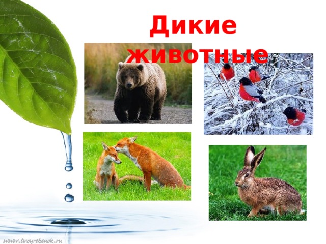 Дикие животные 