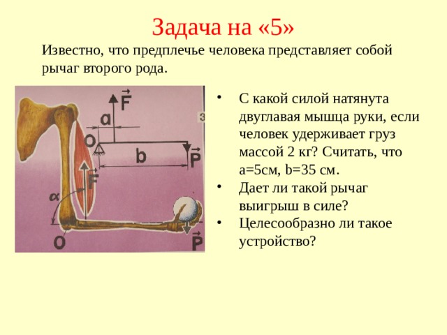 Задача на «5» Известно, что предплечье человека представляет собой рычаг второго рода. С какой силой натянута двуглавая мышца руки, если человек удерживает груз массой 2 кг? Считать, что а=5см, b =35 см. Дает ли такой рычаг выигрыш в силе? Целесообразно ли такое устройство? 