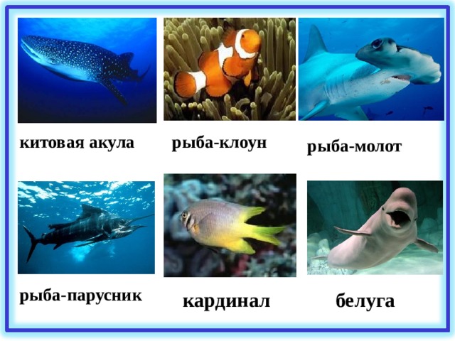 китовая акула рыба-клоун рыба-молот рыба-парусник белуга кардинал 