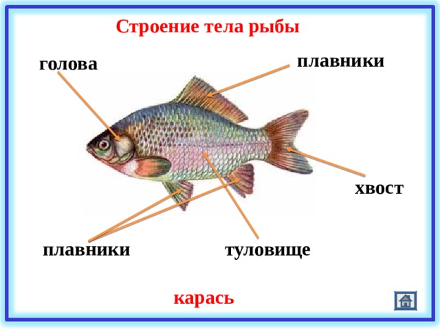 Строение тела рыбы плавники голова хвост туловище плавники карась 
