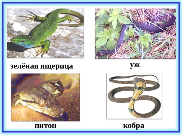 уж зелёная ящерица кобра питон 