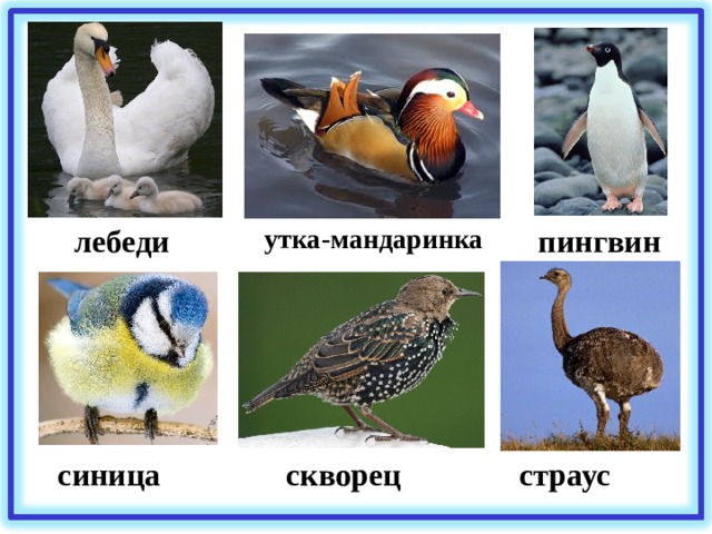лебеди утка-мандаринка пингвин синица скворец страус 