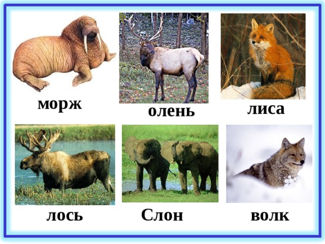 морж лиса олень лось Слон волк 