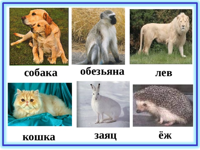 обезьяна собака лев ёж заяц кошка 