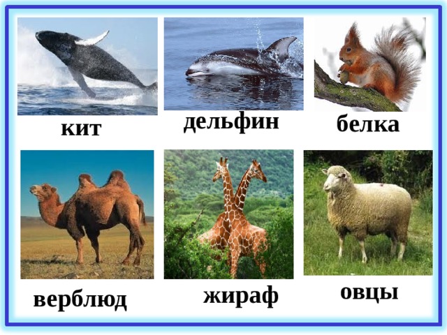 дельфин белка кит овцы  жираф верблюд 