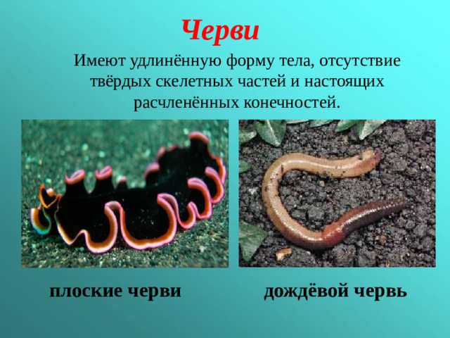 Черви Имеют удлинённую форму тела, отсутствие твёрдых скелетных частей и настоящих расчленённых конечностей.  плоские черви  дождёвой червь 