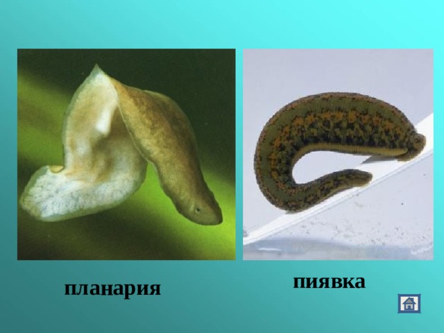пиявка планария 