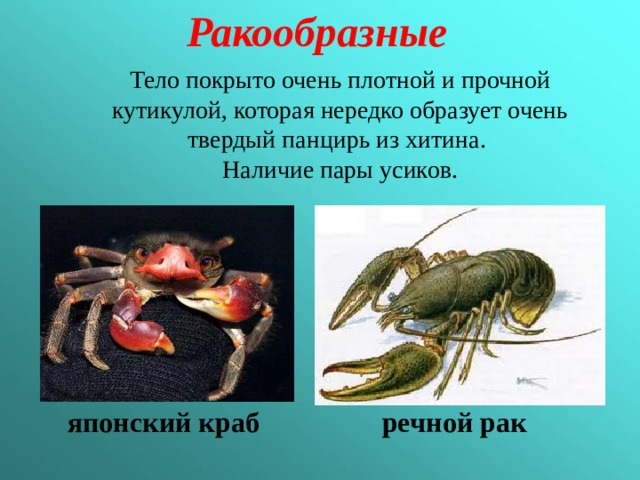 Ракообразные Тело покрыто очень плотной и прочной кутикулой, которая нередко образует очень твердый панцирь из хитина. Наличие пары усиков. японский краб речной рак 