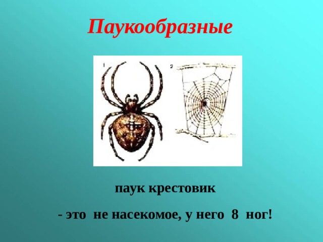 Паукообразные паук крестовик - это не насекомое, у него 8 ног! 