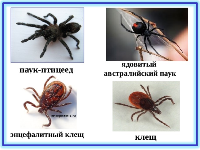 ядовитый австралийский паук паук-птицеед энцефалитный клещ клещ 