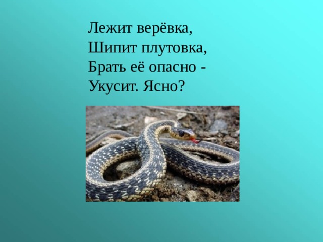  Лежит верёвка,  Шипит плутовка,  Брать её опасно -  Укусит. Ясно? 