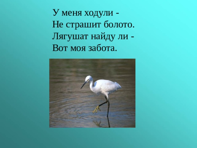  У меня ходули -  Не страшит болото.  Лягушат найду ли -  Вот моя забота. 