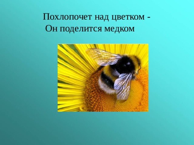 Похлопочет над цветком -  Он поделится медком 