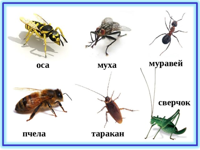 муравей оса муха сверчок таракан пчела 