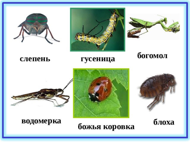 богомол слепень гусеница водомерка блоха божья коровка 