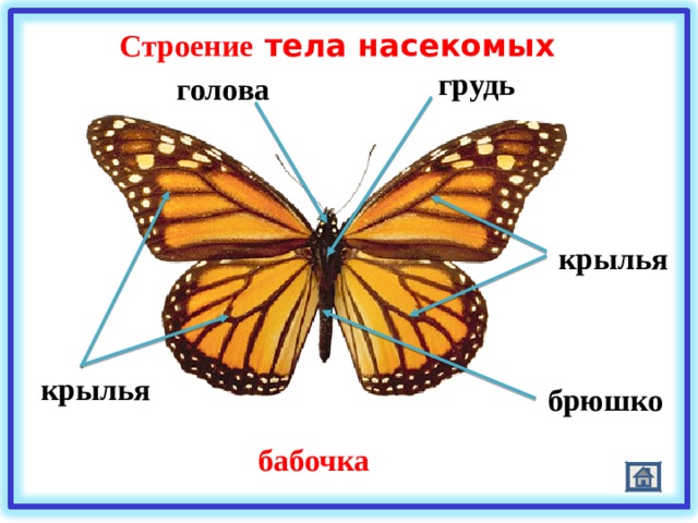 Строение тела насекомых грудь голова крылья крылья брюшко бабочка 