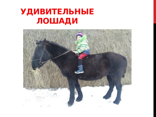 Удивительные лошади   