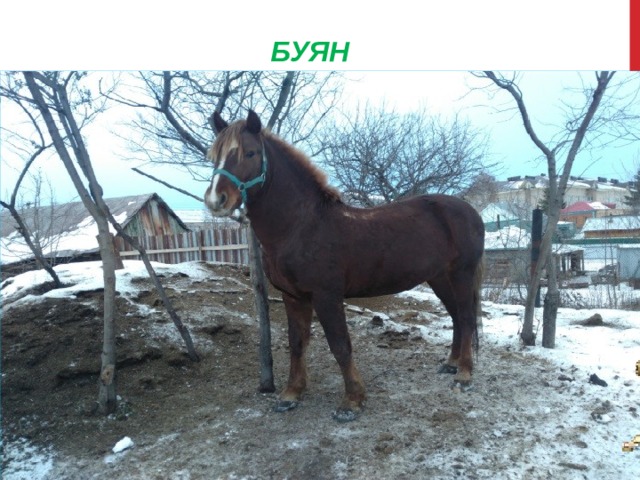   БУЯН  