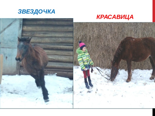    КРАСАВИЦА ЗВЕЗДОЧКА 
