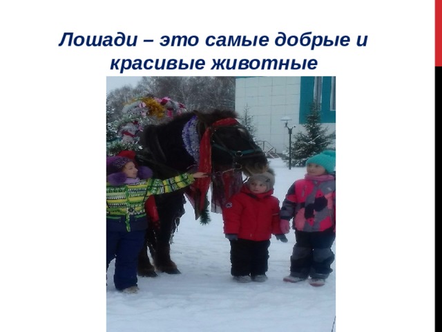   Лошади – это самые добрые и красивые животные 