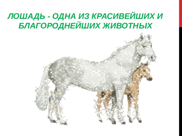   ЛОШАДЬ - ОДНА ИЗ КРАСИВЕЙШИХ И БЛАГОРОДНЕЙШИХ ЖИВОТНЫХ 
