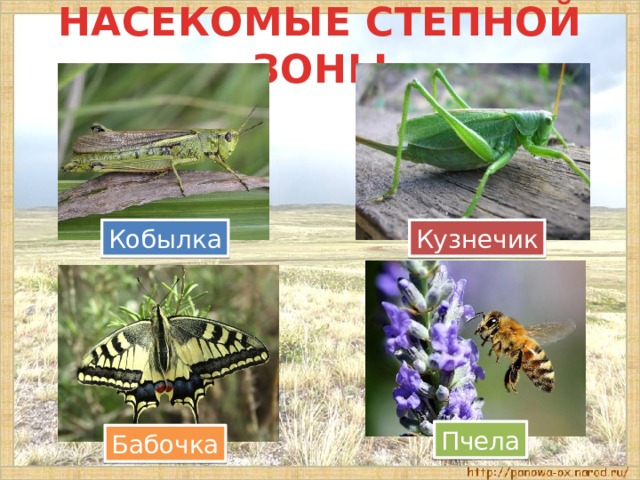 НАСЕКОМЫЕ СТЕПНОЙ ЗОНЫ Кобылка Кузнечик Пчела Бабочка 