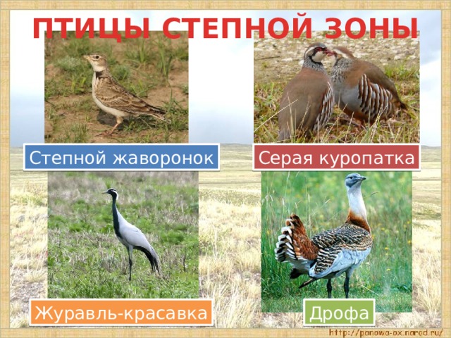 ПТИЦЫ СТЕПНОЙ ЗОНЫ Степной жаворонок Серая куропатка Дрофа Журавль-красавка 