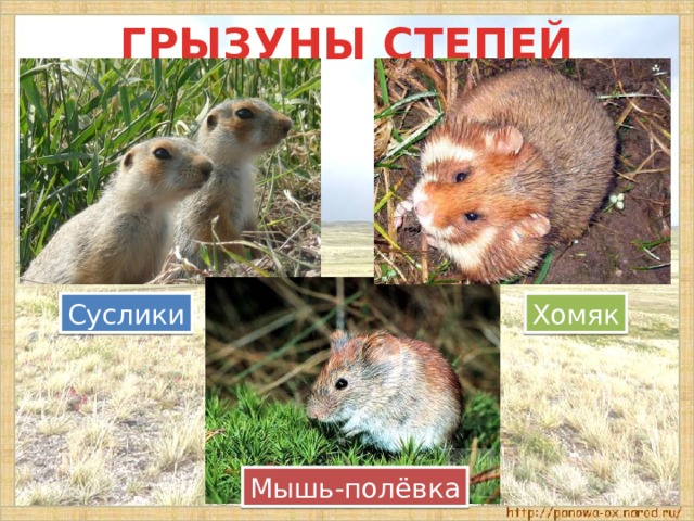 ГРЫЗУНЫ СТЕПЕЙ Хомяк Суслики Мышь-полёвка 