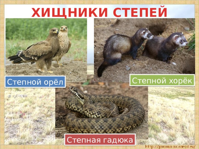 ХИЩНИКИ СТЕПЕЙ Степной хорёк Степной орёл Степная гадюка 