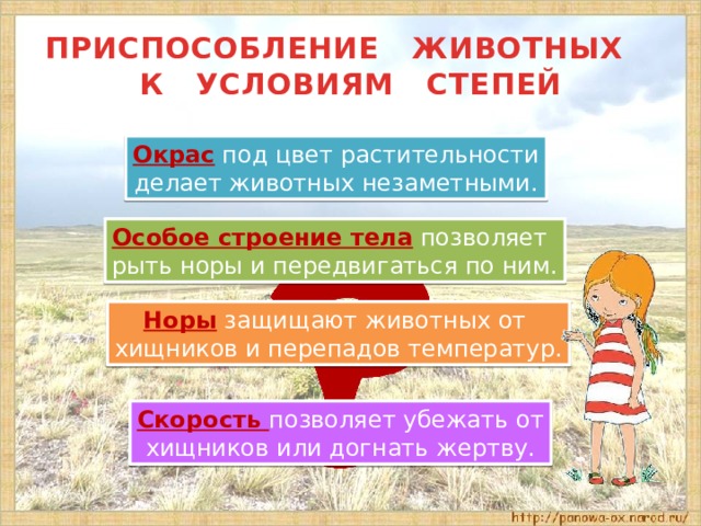 ПРИСПОСОБЛЕНИЕ ЖИВОТНЫХ  К УСЛОВИЯМ СТЕПЕЙ Окрас под цвет растительности делает животных незаметными. Особое строение тела позволяет рыть норы и передвигаться по ним. Норы защищают животных от хищников и перепадов температур. Скорость позволяет убежать от хищников или догнать жертву. 