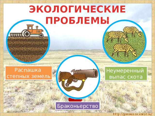 ЭКОЛОГИЧЕСКИЕ ПРОБЛЕМЫ Распашка степных земель Неумеренный выпас скота Браконьерство 