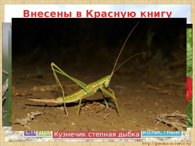 Внесены в Красную книгу Степной орёл Журавль-красавка Дрофа Пион тонколистный Кузнечик степная дыбка 