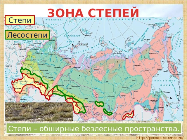 ЗОНА СТЕПЕЙ Степи Лесостепи Степи – обширные безлесные пространства. 
