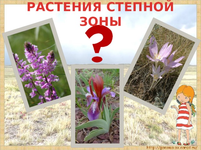 РАСТЕНИЯ СТЕПНОЙ ЗОНЫ 
