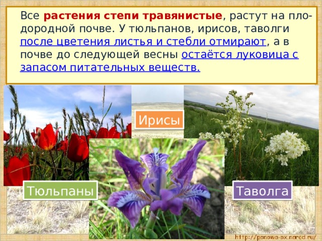  Все растения степи травянистые , растут на пло-дородной почве. У тюльпанов, ирисов, таволги после цветения листья и стебли отмирают , а в почве до следующей весны остаётся луковица с запасом питательных веществ. Ирисы Тюльпаны Таволга 