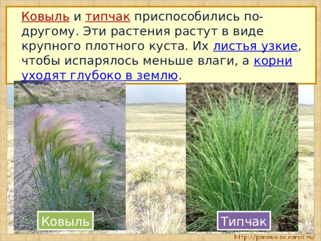  Ковыль и типчак приспособились по-другому. Эти растения растут в виде крупного плотного куста. Их листья узкие , чтобы испарялось меньше влаги, а корни уходят глубоко в землю . Ковыль Типчак 